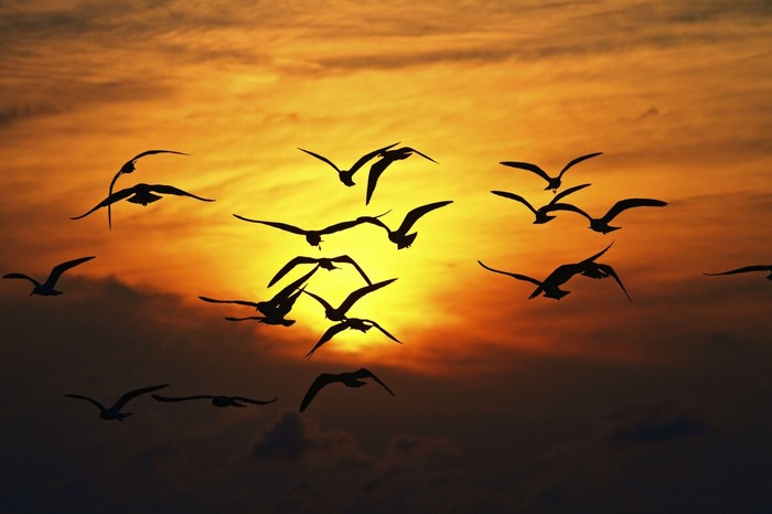 Flock of birds silhouetted against a sunset sky