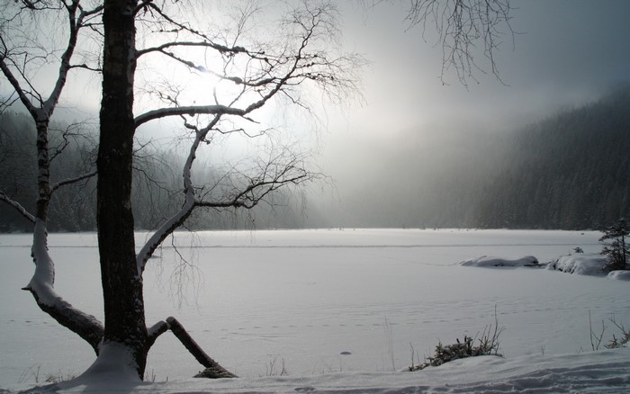 Snowy lake with trees and fog