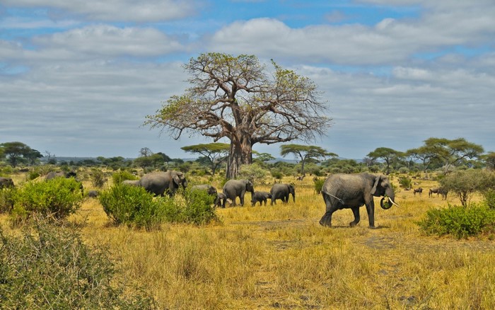 Herd of elephants near a baobab tree on the savanna