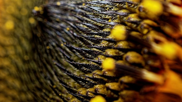 Macro photography of sunflower center with pollen