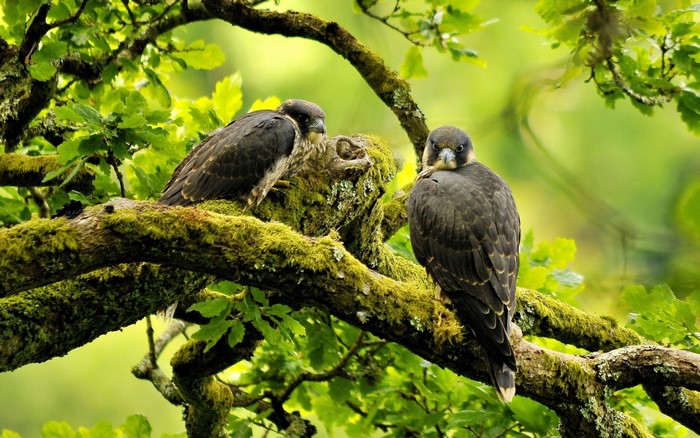 Two young birds of prey perched on a mossy tree branch
