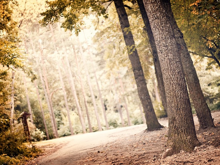 Sunlight filtering through trees in an autumn forest