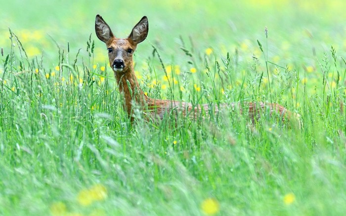Roe deer in a grassy meadow with yellow flowers