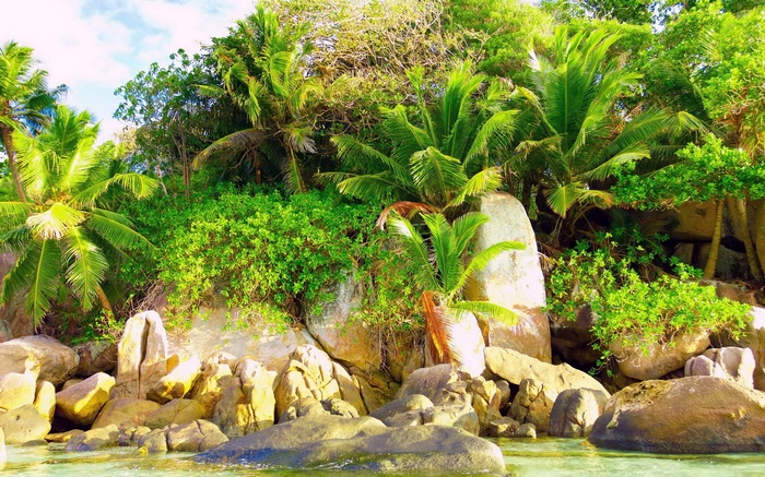 Tropical island with palm trees and rocks