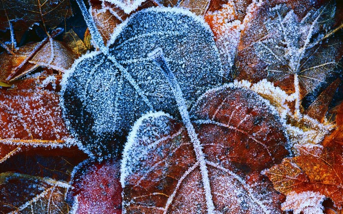 Close-up of frost-covered autumn leaves