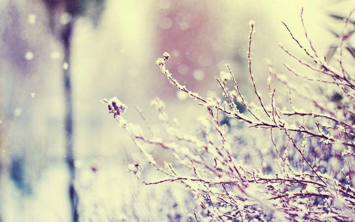 Snow covered branches with soft light