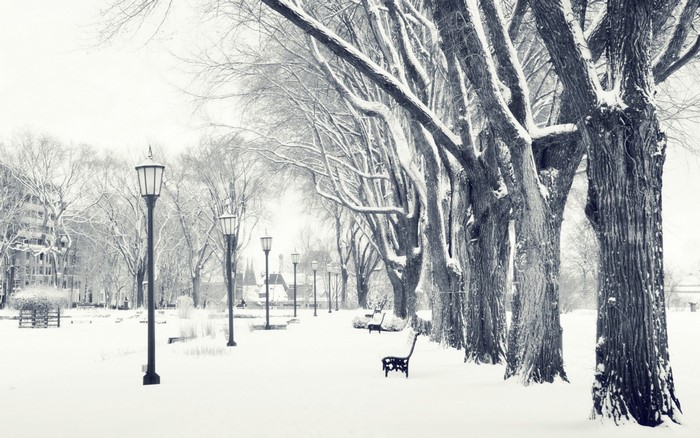 Snowy park with trees and lampposts