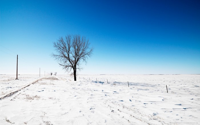 Bare tree on a snowy field with a road