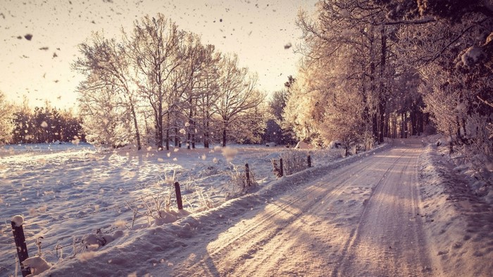 Snowy road with trees and falling snow at sunrise