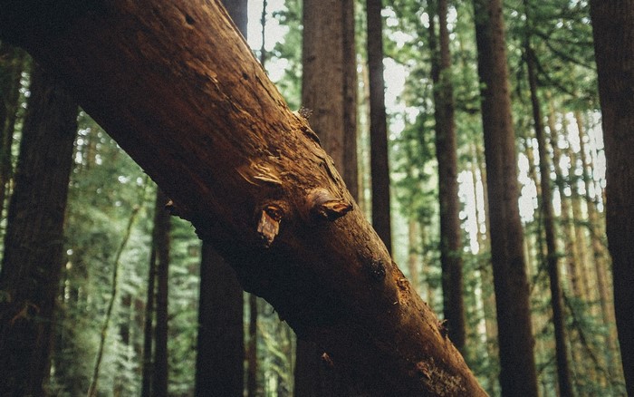 Fallen tree trunk in a dense forest