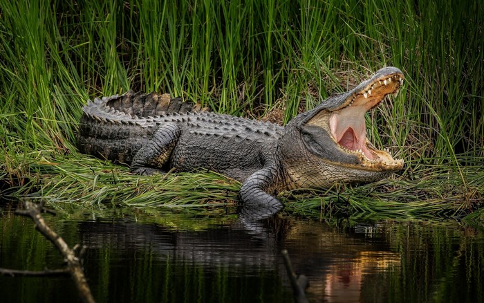 American Alligator yawning by the water