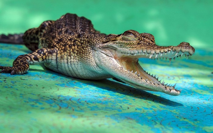 A young crocodile with its mouth open