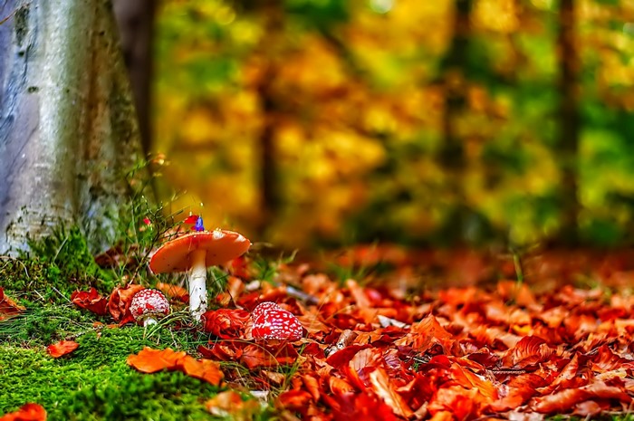 Amanita muscaria mushrooms in autumn forest with fallen leaves