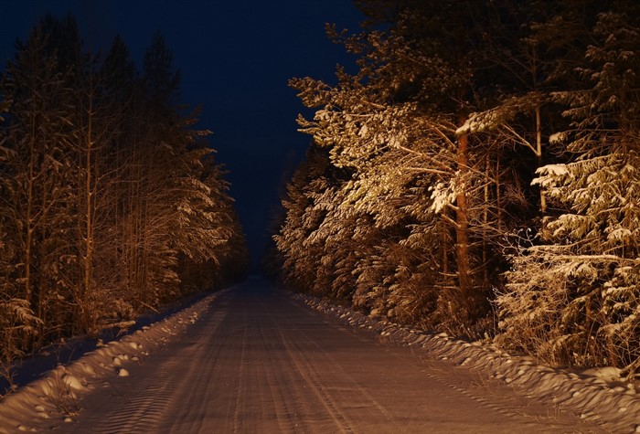 Snowy forest road at night with illuminated trees
