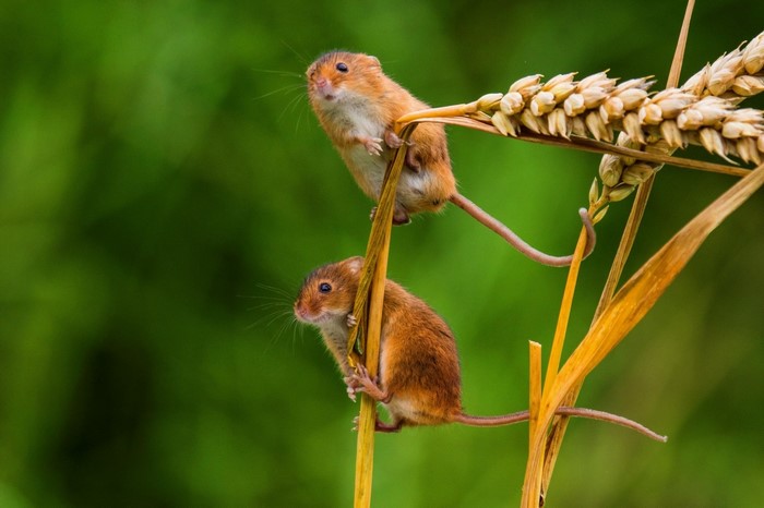 Two harvest mice climbing on wheat stalks