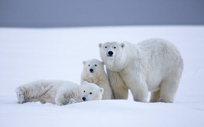 Polar Bear Family in Arctic Snow