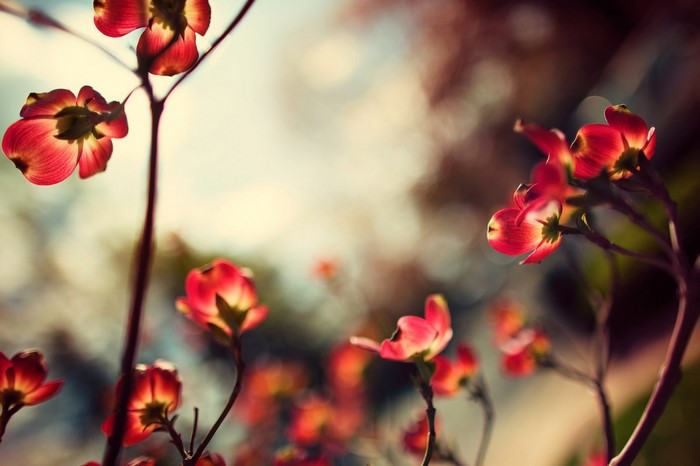 Red dogwood flowers backlit by sunlight