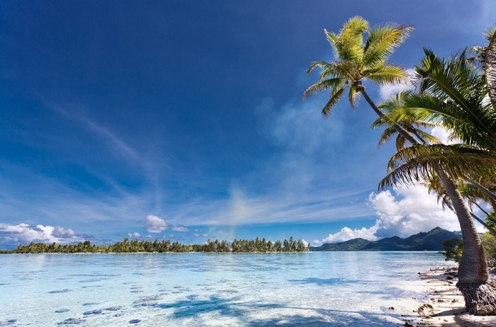 Tropical island with palm trees and clear blue water