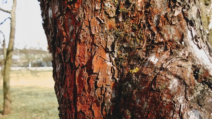 Close-up of rough tree bark with moss and lichen