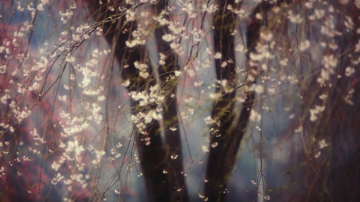 Close-up of weeping cherry blossoms on branches