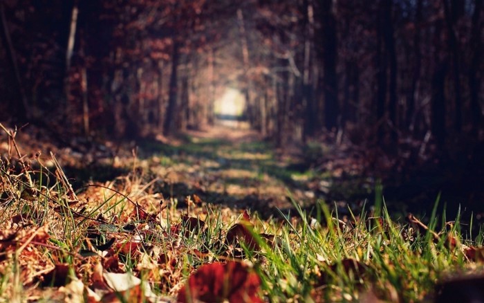 Path through a sunlit autumn forest with fallen leaves