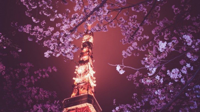 Tokyo Tower at night surrounded by cherry blossoms