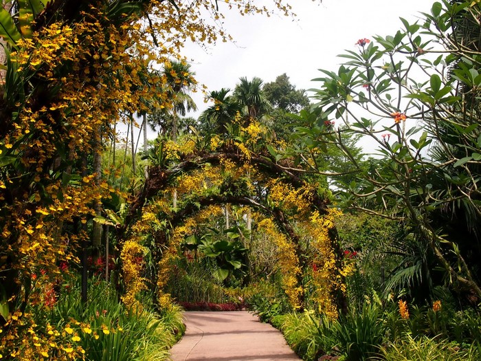 Orchid Archway in Singapore Botanic Gardens