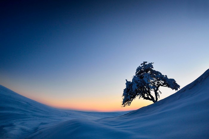 Snowy tree on a hill at sunrise