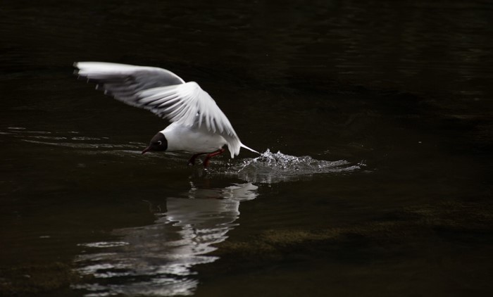 Seabird Taking Off from Calm Water Surface