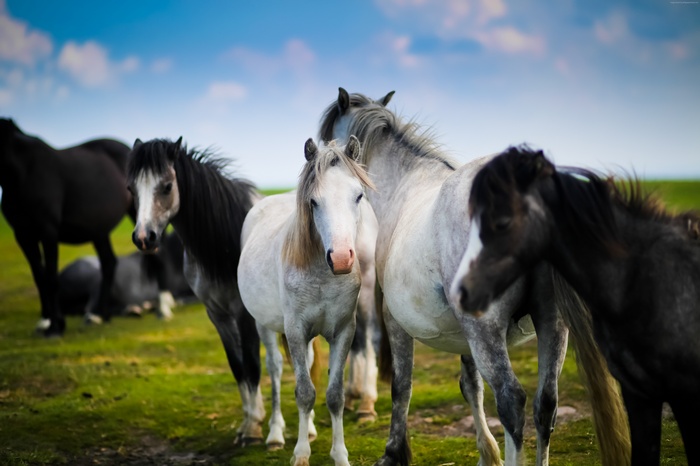 Herd of horses in a grassy meadow under a blue sky