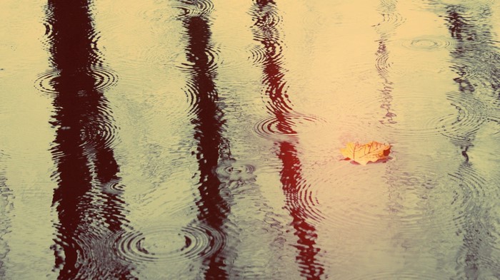 Autumn leaf floating on water with reflections