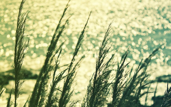 Tall grass swaying in the sunlight over shimmering water