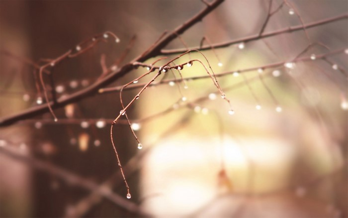 Close-up of wet branches with water droplets