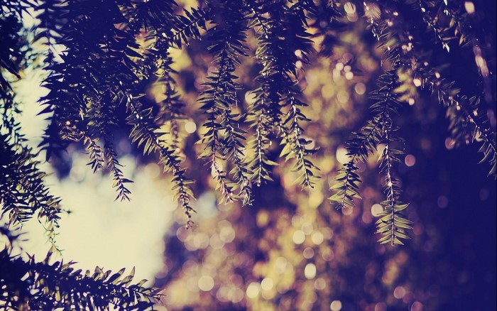 Close-up of pine needles with bokeh background