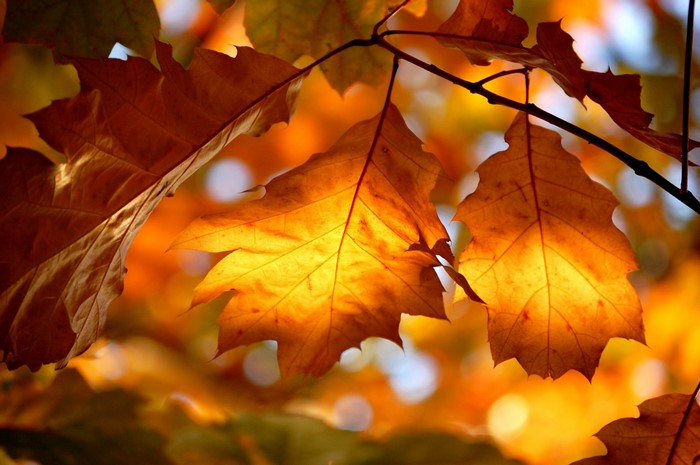 Close-up of autumn oak leaves with sunlight