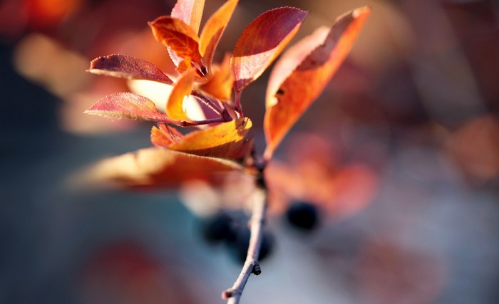 Close-up of autumn leaves on a branch with berries
