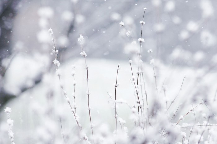Close-up of snow-covered branches in winter
