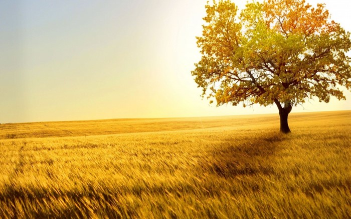 Golden field with a lone tree at sunset
