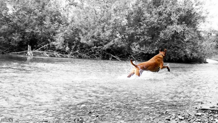 Dog running through a river