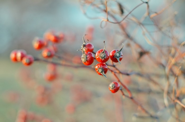 Close up of red rose hips on a branch