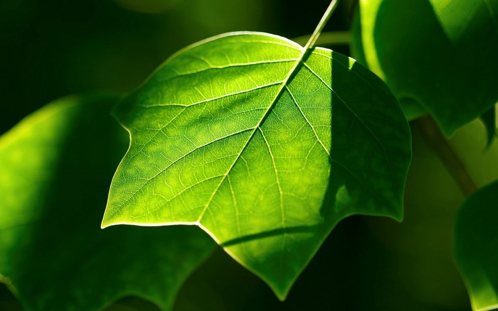 Close-up of a green leaf with sunlight