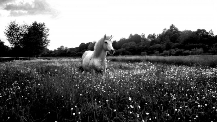 Unicorn in a field of flowers