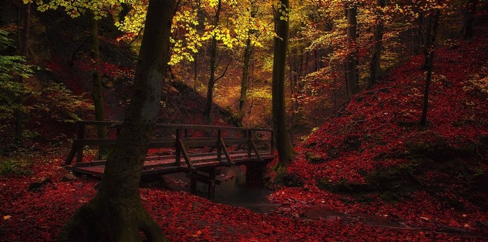 Wooden bridge over a creek in an autumn forest
