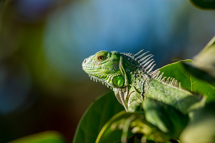 Green iguana perched on a leafy branch