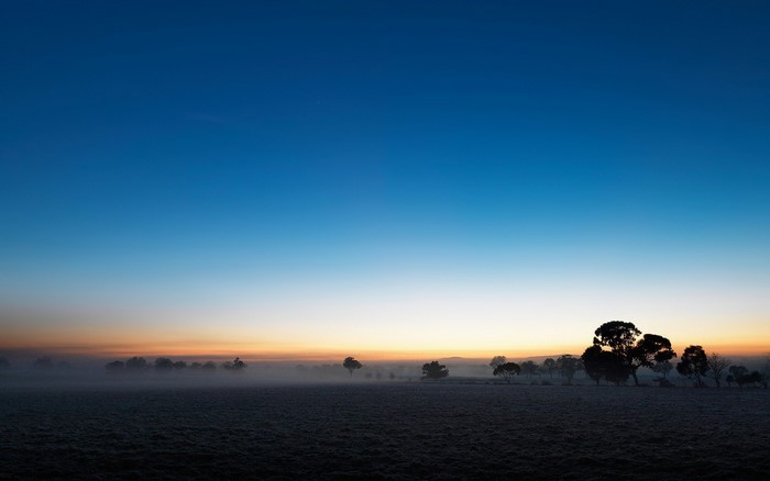 Misty field at sunrise with silhouetted trees