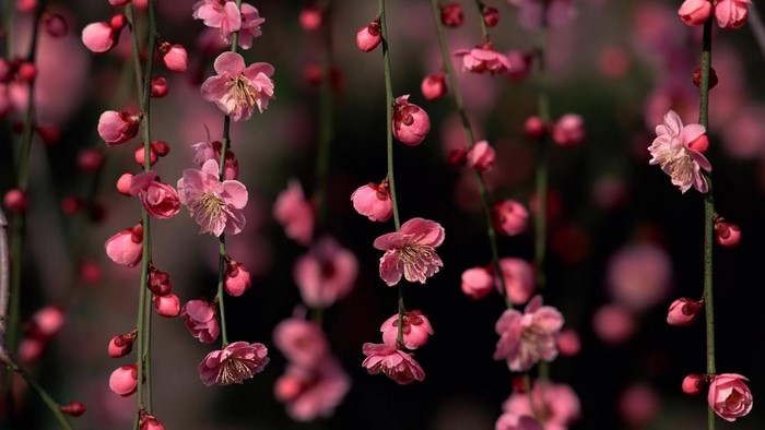 Pink plum blossoms on dark background