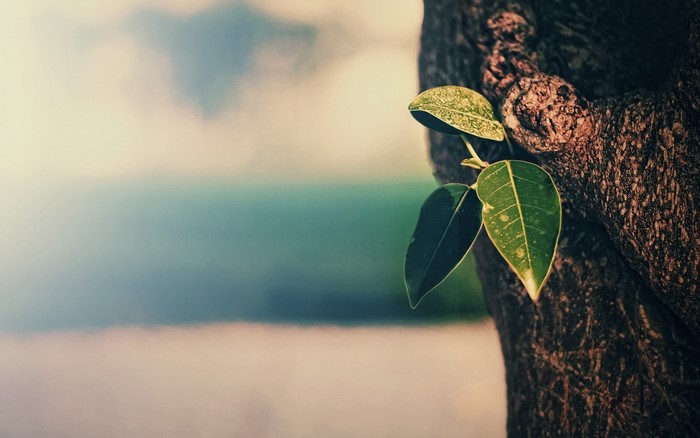 Close up of green leaves on a tree trunk