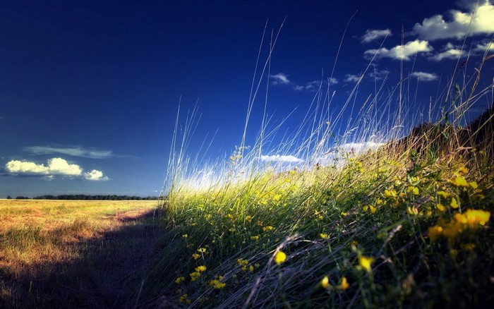 Tall grass and yellow flowers in a field under a blue sky
