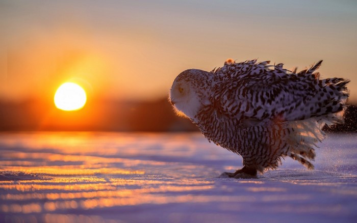 Snowy owl in the snow at sunset