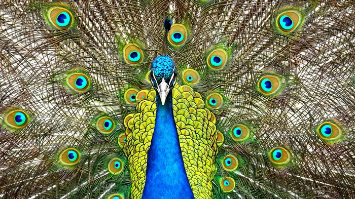 Peacock displaying its colorful feathers